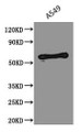 Western Blot, Positive WB detected in: A549 whole cell lysate, All lanes: PODXL antibody at 2.5ug/ml, Secondary, Goat polyclonal to Mouse IgG at 1/5000 dilution, Predicted band size: 59, 56 kDa, Observed band size: 59 kDa Western Blot, Positive WB detected in: A549 whole cell lysate, All lanes: PODXL antibody at 2.5ug/ml, Secondary, Goat polyclonal to Mouse IgG at 1/5000 dilution, Predicted band size: 59, 56 kDa, Observed band size: 59 kDa