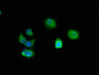 Immunofluorescent analysis of MCF-7 cells using CAC13661 at dilution of 1:50 and Alexa Fluor 488-congugated AffiniPure Goat Anti-Mouse IgG(H+L)