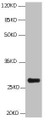 All Lanes:Mouse anti BCL2L1 Monoclonal antibody at 1ug/ml, Lane 1:HepG2 whole cell lysate, Secondary Goat polyclonal to Mouse IgG at 1/5000 dilution, Predicted band size:26,27,19kd, Observed band size:26KD All Lanes:Mouse anti BCL2L1 Monoclonal antibody at 1ug/ml, Lane 1:HepG2 whole cell lysate, Secondary Goat polyclonal to Mouse IgG at 1/5000 dilution, Predicted band size:26,27,19kd, Observed band size:26KD
