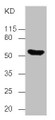 All Lanes:Mouse anti human tumor protein p53 Monoclonal antibody at 1ug/ml, Lane 1:Whole HEK-293 cells Lysates, Secondary Goat polyclonal to Mouse IgG at 1/5000 dilution, Predicted band size:43,38,39,40,34,35,30,24,25KD, Observed band size:53KD All Lanes:Mouse anti human tumor protein p53 Monoclonal antibody at 1ug/ml, Lane 1:Whole HEK-293 cells Lysates, Secondary Goat polyclonal to Mouse IgG at 1/5000 dilution, Predicted band size:43,38,39,40,34,35,30,24,25KD, Observed band size:53KD