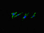 Immunofluorescent analysis of Hela cells using CAC13673 at dilution of 1:100 and Alexa Fluor 488-congugated AffiniPure Goat Anti-Rabbit IgG(H+L) Immunofluorescent analysis of Hela cells using CAC13673 at dilution of 1:100 and Alexa Fluor 488-congugated AffiniPure Goat Anti-Rabbit IgG(H+L)