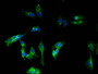 Immunofluorescence staining of Hela cells with CAC13680 at 1:100, counter-stained with DAPI. The cells were blocked in 10% normal Goat Serum and then incubated with the primary antibody overnight at 4°C. The secondary antibody was Alexa Fluor 488-congugated AffiniPure Goat Anti-Mouse IgG(H+L). Immunofluorescence staining of Hela cells with CAC13680 at 1:100, counter-stained with DAPI. The cells were blocked in 10% normal Goat Serum and then incubated with the primary antibody overnight at 4°C. The secondary antibody was Alexa Fluor 488-congugated AffiniPure Goat Anti-Mouse IgG(H+L).