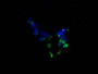Immunofluorescence staining of 293 cells with CAC13684 at 1:150, counter-stained with DAPI. The cells were blocked in 10% normal Goat Serum and then incubated with the primary antibody overnight at 4°C. The secondary antibody was Alexa Fluor 488-congugated AffiniPure Goat Anti-Mouse IgG(H+L). Immunofluorescence staining of 293 cells with CAC13684 at 1:150, counter-stained with DAPI. The cells were blocked in 10% normal Goat Serum and then incubated with the primary antibody overnight at 4°C. The secondary antibody was Alexa Fluor 488-congugated AffiniPure Goat Anti-Mouse IgG(H+L).