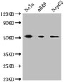 Western Blot, Positive WB detected in: Hela whole cell lysate, A549 whole cell lysate, HepG2 whole cell lysate, All lanes: CD14 antibody at 1:1800, Secondary, Goat polyclonal to Mouse IgG at 1/10000 dilution, Predicted band size: 41 kDa, Observed band size: 55 kDa Western Blot, Positive WB detected in: Hela whole cell lysate, A549 whole cell lysate, HepG2 whole cell lysate, All lanes: CD14 antibody at 1:1800, Secondary, Goat polyclonal to Mouse IgG at 1/10000 dilution, Predicted band size: 41 kDa, Observed band size: 55 kDa