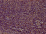 IHC image of CAC13687 diluted at 1:100 and staining in paraffin-embedded human tonsil tissue performed on a Leica BondTM system. After dewaxing and hydration, antigen retrieval was mediated by high pressure in a citrate buffer (pH 6.0). Section was blocked with 10% normal goat serum 30min at RT. Then primary antibody (1% BSA) was incubated at 4°C overnight. The primary is detected by a biotinylated secondary antibody and visualized using an HRP conjugated SP system. IHC image of CAC13687 diluted at 1:100 and staining in paraffin-embedded human tonsil tissue performed on a Leica BondTM system. After dewaxing and hydration, antigen retrieval was mediated by high pressure in a citrate buffer (pH 6.0). Section was blocked with 10% normal goat serum 30min at RT. Then primary antibody (1% BSA) was incubated at 4°C overnight. The primary is detected by a biotinylated secondary antibody and visualized using an HRP conjugated SP system.