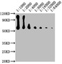 Western Blot, Positive WB detected in: NIH/3T3 whole cell lysate, All lanes: CD14 antibody at at 1:1000, 1:2000, 1:4000, 1:8000, 1:16000, 1:32000, 1:64000, Secondary, Goat polyclonal to Mouse IgG at 1/10000 dilution, Predicted band size: 41 kDa, Observed band size: 55 kDa Western Blot, Positive WB detected in: NIH/3T3 whole cell lysate, All lanes: CD14 antibody at at 1:1000, 1:2000, 1:4000, 1:8000, 1:16000, 1:32000, 1:64000, Secondary, Goat polyclonal to Mouse IgG at 1/10000 dilution, Predicted band size: 41 kDa, Observed band size: 55 kDa