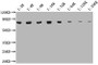 Western Blot, Positive WB detected in: 20ug Hela whole cell lysate , HSPA8 antibody at 1:2000, 1:4000, 1:8000, 1:16000, 1:32000, 1:64000, 1:128000, 1:256000, Secondary, Goat polyclonal to mouse IgG at 1/50000 dilution, Predicted band size: 70~75 KDa, Observed band size: 70~75 KDa, Exposure time: 10s Western Blot, Positive WB detected in: 20ug Hela whole cell lysate , HSPA8 antibody at 1:2000, 1:4000, 1:8000, 1:16000, 1:32000, 1:64000, 1:128000, 1:256000, Secondary, Goat polyclonal to mouse IgG at 1/50000 dilution, Predicted band size: 70~75 KDa, Observed band size: 70~75 KDa, Exposure time: 10s