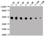 Western Blot, Positive WB detected in: MCF-7 whole cell lysate, All lanes: ENO1 antibody at 1:5000, 1:10000, 1:20000, 1:40000, 1:80000, 1:160000, 1:320000, Secondary, Goat polyclonal to Mouse IgG at 1/10000 dilution, Predicted band size: 47 kDa, Observed band size: 47 KDa, Exposure time: 10s Western Blot, Positive WB detected in: MCF-7 whole cell lysate, All lanes: ENO1 antibody at 1:5000, 1:10000, 1:20000, 1:40000, 1:80000, 1:160000, 1:320000, Secondary, Goat polyclonal to Mouse IgG at 1/10000 dilution, Predicted band size: 47 kDa, Observed band size: 47 KDa, Exposure time: 10s
