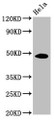 Western Blot, Positive WB detected in: Hela whole cell lysate , All lanes: MYC antibody at 1:500, Secondary, Goat polyclonal to mouse IgG at 1/50000 dilution, Predicted band size: 49, 51 KDa, Observed band size: 49 KDa, Exposure time：5min