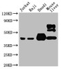 Western Blot, Positive WB detected in: Jurkat whole cell lysate, Raji whole cell lysate, Daudi whole cell lysate, Mouse liver tissue , All lanes: CD48 antibody at 1:4000, Secondary, Goat polyclonal to mouse IgG at 1/50000 dilution, Predicted band size: 28, 20KDa, Observed band size: 43 KDa, Exposure time:5min Western Blot, Positive WB detected in: Jurkat whole cell lysate, Raji whole cell lysate, Daudi whole cell lysate, Mouse liver tissue , All lanes: CD48 antibody at 1:4000, Secondary, Goat polyclonal to mouse IgG at 1/50000 dilution, Predicted band size: 28, 20KDa, Observed band size: 43 KDa, Exposure time:5min