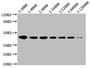 Western Blot, Positive WB detected in: 20ug Raji whole cell lysate , CD48 antibody at 1:2000, 1:4000, 1:8000, 1:16000, 1:32000, 1:64000, 1:128000, Secondary, Goat polyclonal to mouse IgG at 1/50000 dilution, Predicted band size: 28, 20 KDa, Observed band size: 43 KDa, Exposure time:5min Western Blot, Positive WB detected in: 20ug Raji whole cell lysate , CD48 antibody at 1:2000, 1:4000, 1:8000, 1:16000, 1:32000, 1:64000, 1:128000, Secondary, Goat polyclonal to mouse IgG at 1/50000 dilution, Predicted band size: 28, 20 KDa, Observed band size: 43 KDa, Exposure time:5min