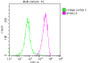 Overlay Peak curve showing JK cells stained with CAC13700 (red line) at 1:200. The cells were incubated in 10% normal goat serum to block non-specific protein-protein interactions followed by the antibody (1ug/1*10 6  cells) for 1h at 4°C. The secondary antibody used was FITC-conjugated Goat Anti-Mouse IgG(H+L) at 1/100 dilution for 30min at 4°C. Isotype control antibody (green line) was mouse IgG1 (1ug/1*10 6  cells) used under the same conditions. Acquisition of >10,000 events was performed. Overlay Peak curve showing JK cells stained with CAC13700 (red line) at 1:200. The cells were incubated in 10% normal goat serum to block non-specific protein-protein interactions followed by the antibody (1ug/1*10 6  cells) for 1h at 4°C. The secondary antibody used was FITC-conjugated Goat Anti-Mouse IgG(H+L) at 1/100 dilution for 30min at 4°C. Isotype control antibody (green line) was mouse IgG1 (1ug/1*10 6  cells) used under the same conditions. Acquisition of >10,000 events was performed.