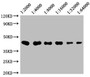 Western Blot, Positive WB detected in: 20ug Raji whole cell lysate , CD48 antibody at 1:2000, 1:4000, 1:8000, 1:16000, 1:32000, 1:64000, Secondary, Goat polyclonal to mouse IgG at 1/50000 dilution, Predicted band size: 28, 20 KDa, Observed band size: 43 KDa, Exposure time:5min Western Blot, Positive WB detected in: 20ug Raji whole cell lysate , CD48 antibody at 1:2000, 1:4000, 1:8000, 1:16000, 1:32000, 1:64000, Secondary, Goat polyclonal to mouse IgG at 1/50000 dilution, Predicted band size: 28, 20 KDa, Observed band size: 43 KDa, Exposure time:5min