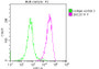 Overlay Peak curve showing JK cells stained with CAC13701 (red line) at 1:200. The cells were incubated in 10% normal goat serum to block non-specific protein-protein interactions followed by the antibody (1ug/1*10 6  cells) for 1h at 4°C. The secondary antibody used was FITC-conjugated Goat Anti-Mouse IgG(H+L) at 1/100 dilution for 30min at 4°C. Isotype control antibody (green line) was mouse IgG1 (1ug/1*10 6  cells) used under the same conditions. Acquisition of >10,000 events was performed. Overlay Peak curve showing JK cells stained with CAC13701 (red line) at 1:200. The cells were incubated in 10% normal goat serum to block non-specific protein-protein interactions followed by the antibody (1ug/1*10 6  cells) for 1h at 4°C. The secondary antibody used was FITC-conjugated Goat Anti-Mouse IgG(H+L) at 1/100 dilution for 30min at 4°C. Isotype control antibody (green line) was mouse IgG1 (1ug/1*10 6  cells) used under the same conditions. Acquisition of >10,000 events was performed.