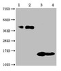 Western Blot, Positive WB detected in: 1-2 lanes: 293F whole cell lysate transfected with BCMA; 3-4 lane: Recombinant proteins with BCMA , All lanes: TNFRSF17 antibody at 1:1000, Secondary, Goat polyclonal to mouse IgG at 1/50000 dilution, Predicted band size: 40, 15 KDa, Observed band size: 40, 15 KDa, Exposure time:10min Western Blot, Positive WB detected in: 1-2 lanes: 293F whole cell lysate transfected with BCMA; 3-4 lane: Recombinant proteins with BCMA , All lanes: TNFRSF17 antibody at 1:1000, Secondary, Goat polyclonal to mouse IgG at 1/50000 dilution, Predicted band size: 40, 15 KDa, Observed band size: 40, 15 KDa, Exposure time:10min