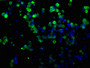 Immunofluorescence staining of transfected HEK293 cells with CAC13719 at 1:100, counter-stained with DAPI. The cells were fixed in 4% formaldehyde, permeabilized using 0.2% Triton X-100 and blocked in 10% normal Goat Serum. The cells were then incubated with the antibody overnight at 4°C. The secondary antibody was Alexa Fluor 488-congugated AffiniPure Goat Anti-Mouse IgG(H+L). Immunofluorescence staining of transfected HEK293 cells with CAC13719 at 1:100, counter-stained with DAPI. The cells were fixed in 4% formaldehyde, permeabilized using 0.2% Triton X-100 and blocked in 10% normal Goat Serum. The cells were then incubated with the antibody overnight at 4°C. The secondary antibody was Alexa Fluor 488-congugated AffiniPure Goat Anti-Mouse IgG(H+L).