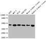 Western Blot Positive WB detected in: 293T whole cell lysate, MCF-7 whole cell lysate, Hela whole cell lysate, NIH/3T3 whole cell lysate, Mouse kidney tissue, Rabbit kidney tissue All lanes: ACTB antibody at 1:5000 Secondary Goat polyclonal to mouse IgG at 1/50000 dilution Predicted band size: 42 KDa Observed band size: 42 KDa Exposure time: 5min Western Blot Positive WB detected in: 293T whole cell lysate, MCF-7 whole cell lysate, Hela whole cell lysate, NIH/3T3 whole cell lysate, Mouse kidney tissue, Rabbit kidney tissue All lanes: ACTB antibody at 1:5000 Secondary Goat polyclonal to mouse IgG at 1/50000 dilution Predicted band size: 42 KDa Observed band size: 42 KDa Exposure time: 5min