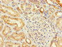 Immunohistochemistry of paraffin-embedded human kidney tissue using CAC13736 at dilution of 1:100 Immunohistochemistry of paraffin-embedded human kidney tissue using CAC13736 at dilution of 1:100