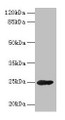 Western Blot, All lanes: GH2 antibody at 16ug/ml + Mouse skeletal muscle tissue, Secondary, Goat polyclonal to rabbit IgG at 1/10000 dilution, Predicted band size: 25, 29, 24, 28 kDa, Observed band size: 25 kDa Western Blot, All lanes: GH2 antibody at 16ug/ml + Mouse skeletal muscle tissue, Secondary, Goat polyclonal to rabbit IgG at 1/10000 dilution, Predicted band size: 25, 29, 24, 28 kDa, Observed band size: 25 kDa