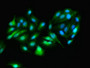 Immunofluorescence staining of HepG2 cells with CAC13746 at 1:166, counter-stained with DAPI. The cells were fixed in 4% formaldehyde, permeabilized using 0.2% Triton X-100 and blocked in 10% normal Goat Serum. The cells were then incubated with the antibody overnight at 4°C. The secondary antibody was Alexa Fluor 488-congugated AffiniPure Goat Anti-Rabbit IgG(H+L).