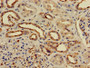 Immunohistochemistry of paraffin-embedded human kidney tissue using CAC13748 at dilution of 1:50 Immunohistochemistry of paraffin-embedded human kidney tissue using CAC13748 at dilution of 1:50