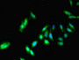 Immunofluorescent analysis of Hela cells using CAC13748 at dilution of 1:100 and Alexa Fluor 488-congugated AffiniPure Goat Anti-Rabbit IgG(H+L) Immunofluorescent analysis of Hela cells using CAC13748 at dilution of 1:100 and Alexa Fluor 488-congugated AffiniPure Goat Anti-Rabbit IgG(H+L)