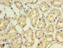Immunohistochemistry of paraffin-embedded human kidney tissue using CAC13771 at dilution of 1:100 Immunohistochemistry of paraffin-embedded human kidney tissue using CAC13771 at dilution of 1:100