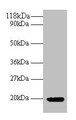 Western Blot, All lanes: IFNG antibody at 2ug/ml + 293T whole cell lysate, Secondary, Goat polyclonal to rabbit IgG at 1/10000 dilution, Predicted band size: 20 kDa, Observed band size: 20 kDa