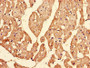 Immunohistochemistry of paraffin-embedded human heart tissue using CAC13784 at dilution of 1:100