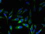 Immunofluorescent analysis of Hela cells using CAC13829 at dilution of 1:100 and Alexa Fluor 488-congugated AffiniPure Goat Anti-Rabbit IgG(H+L)