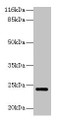 Western Blot, All lanes: MTHFS antibody at 2ug/ml + Hela whole cell lysate, Secondary, Goat polyclonal to rabbit IgG at 1/10000 dilution, Predicted band size: 24, 21 kDa, Observed band size: 24 kDa Western Blot, All lanes: MTHFS antibody at 2ug/ml + Hela whole cell lysate, Secondary, Goat polyclonal to rabbit IgG at 1/10000 dilution, Predicted band size: 24, 21 kDa, Observed band size: 24 kDa