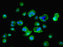 Immunofluorescent analysis of MCF-7 cells using CAC13836 at dilution of 1:100 and Alexa Fluor 488-congugated AffiniPure Goat Anti-Rabbit IgG(H+L) Immunofluorescent analysis of MCF-7 cells using CAC13836 at dilution of 1:100 and Alexa Fluor 488-congugated AffiniPure Goat Anti-Rabbit IgG(H+L)