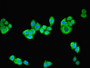 Immunofluorescent analysis of PC-3 cells using CAC13847 at dilution of 1:100 and Alexa Fluor 488-congugated AffiniPure Goat Anti-Rabbit IgG(H+L) Immunofluorescent analysis of PC-3 cells using CAC13847 at dilution of 1:100 and Alexa Fluor 488-congugated AffiniPure Goat Anti-Rabbit IgG(H+L)
