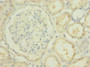 Immunohistochemistry of paraffin-embedded human kidney tissue using CAC13857 at dilution of 1:100 Immunohistochemistry of paraffin-embedded human kidney tissue using CAC13857 at dilution of 1:100