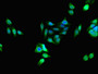 Immunofluorescent analysis of HepG2 cells using CAC13858 at dilution of 1:100 and Alexa Fluor 488-congugated AffiniPure Goat Anti-Rabbit IgG(H+L) Immunofluorescent analysis of HepG2 cells using CAC13858 at dilution of 1:100 and Alexa Fluor 488-congugated AffiniPure Goat Anti-Rabbit IgG(H+L)