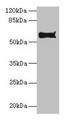 Western Blot, All lanes: Pdia2 antibody at 10ug/ml + Hela whole cell lysate, Secondary, Goat polyclonal to rabbit IgG at 1/10000 dilution, Predicted band size: 59, 58 kDa, Observed band size: 59 kDa