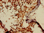 Immunohistochemistry of paraffin-embedded human testis tissue using CAC13862 at dilution of 1:100