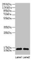 Western Blot, All lanes: RPL36AL antibody at 2ug/ml, Lane 1: EC109 whole cell lysate, Lane 2: 293T whole cell lysate, Secondary, Goat polyclonal to rabbit IgG at 1/15000 dilution, Predicted band size: 13 kDa, Observed band size: 13 kDa
