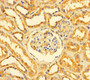 Immunohistochemistry of paraffin-embedded human kidney tissue using CAC13868 at dilution of 1:100