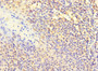 Immunohistochemistry of paraffin-embedded human tonsil tissue using CAC13873 at dilution of 1:100