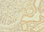 Immunohistochemistry of paraffin-embedded human kidney tissue using CAC13877 at dilution of 1:100