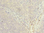 Immunohistochemistry of paraffin-embedded human tonsil tissue using CAC13878 at dilution of 1:100