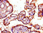 IHC image of CAC13886 diluted at 1:800 and staining in paraffin-embedded human placenta tissue performed on a Leica BondTM system. After dewaxing and hydration, antigen retrieval was mediated by high pressure in a citrate buffer (pH 6.0). Section was blocked with 10% normal goat serum 30min at RT. Then primary antibody (1% BSA) was incubated at 4°C overnight. The primary is detected by a biotinylated secondary antibody and visualized using an HRP conjugated SP system.