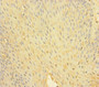Immunohistochemistry of paraffin-embedded human tonsil tissue using CAC13888 at dilution of 1:100