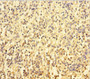 Immunohistochemistry of paraffin-embedded human spleen tissue using CAC13888 at dilution of 1:100
