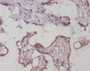 Immunohistochemistry of paraffin-embedded human placenta tissue using CAC13890 at dilution of 1:20