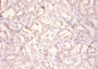 Immunohistochemistry of paraffin-embedded human kidney tissue using CAC13890 at dilution of 1:100