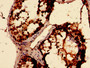 Immunohistochemistry analysis of human testis tissue using CAC13897 at dilution of 1:100