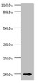 Western Blot, All lanes: RBP5 antibody at 8ug/ml + Mouse liver tissue, Secondary, Goat polyclonal to rabbit IgG at 1/10000 dilution, Predicted band size: 16 kDa, Observed band size: 20 kDa