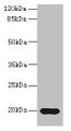 Western Blot, All lanes: Reg3g antibody at 14ug/ml + Mouse kidney tissue, Secondary, Goat polyclonal to rabbit IgG at 1/10000 dilution, Predicted band size: 20 kDa, Observed band size: 20 kDa Western Blot, All lanes: Reg3g antibody at 14ug/ml + Mouse kidney tissue, Secondary, Goat polyclonal to rabbit IgG at 1/10000 dilution, Predicted band size: 20 kDa, Observed band size: 20 kDa